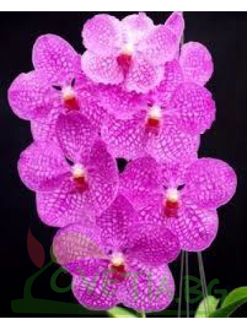 Ванда (pachara delight pink)